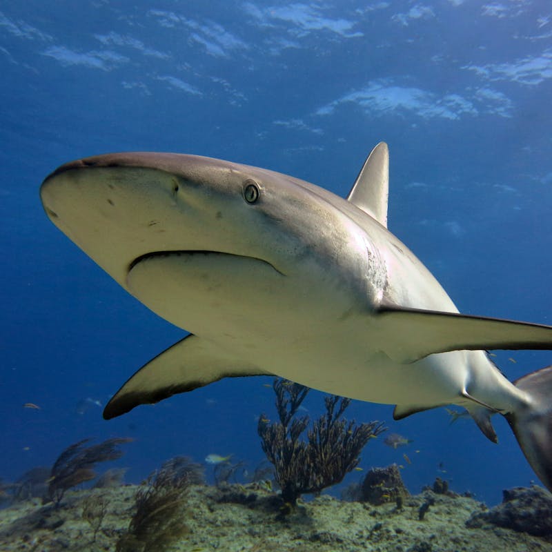 Caribbean Reef Shark Swimming over Ocean Floor - Bahamas