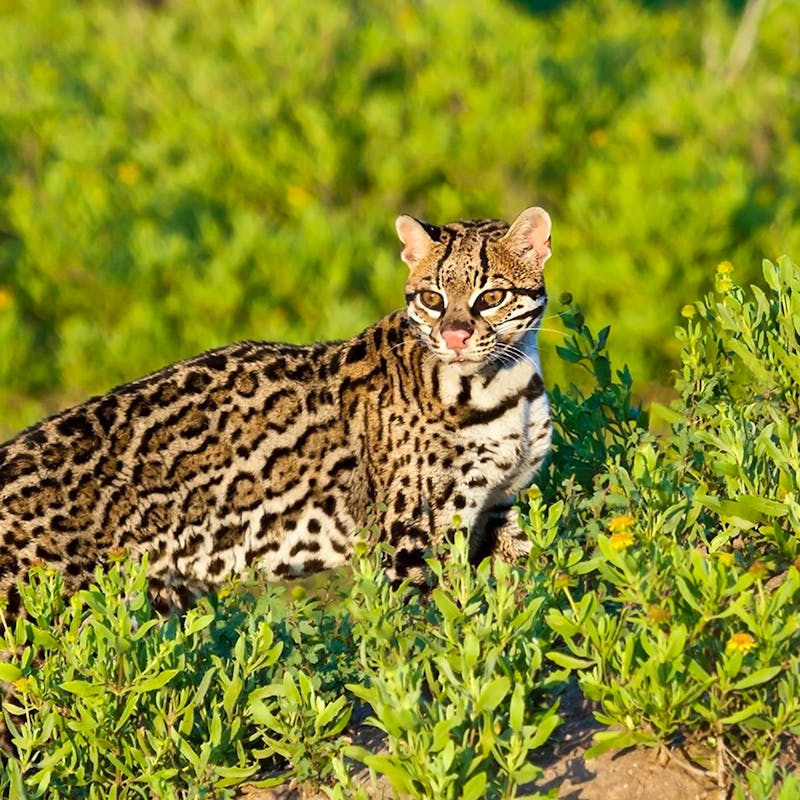 Ocelot standing in the sun