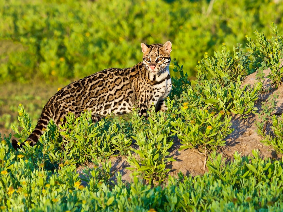 Ocelot standing in the sun
