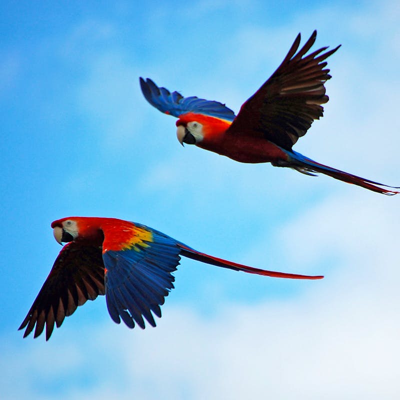 Pair of Macaws Flying Together