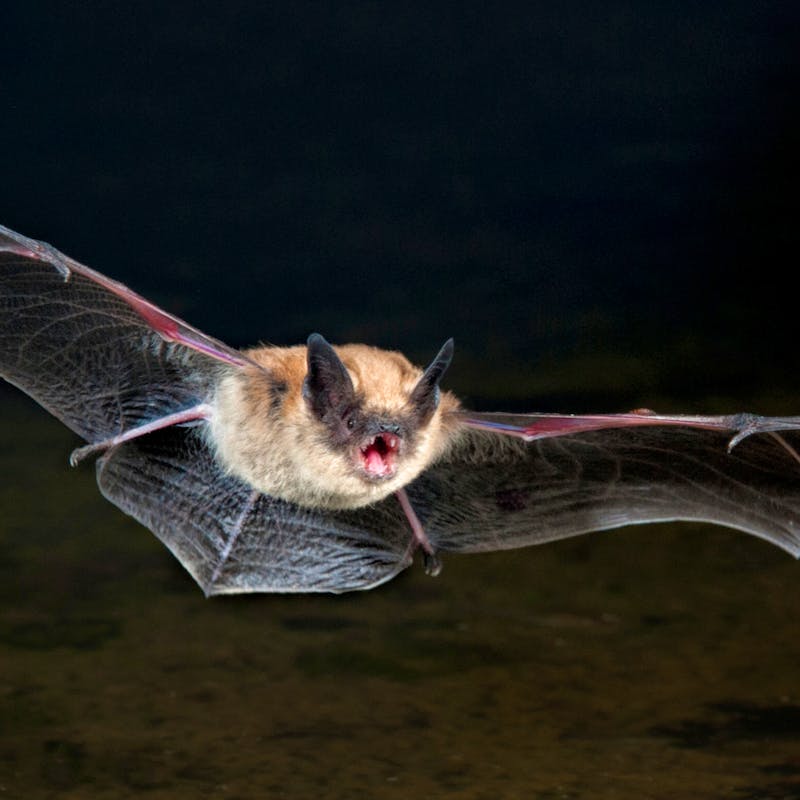 Flying Bat