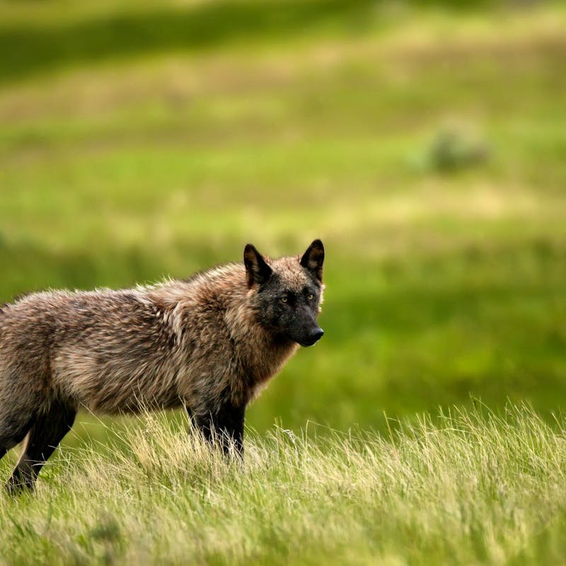 2012.06.10 - Gray Wolf - Yellowstone National Park - Wyoming - Jim Chagares