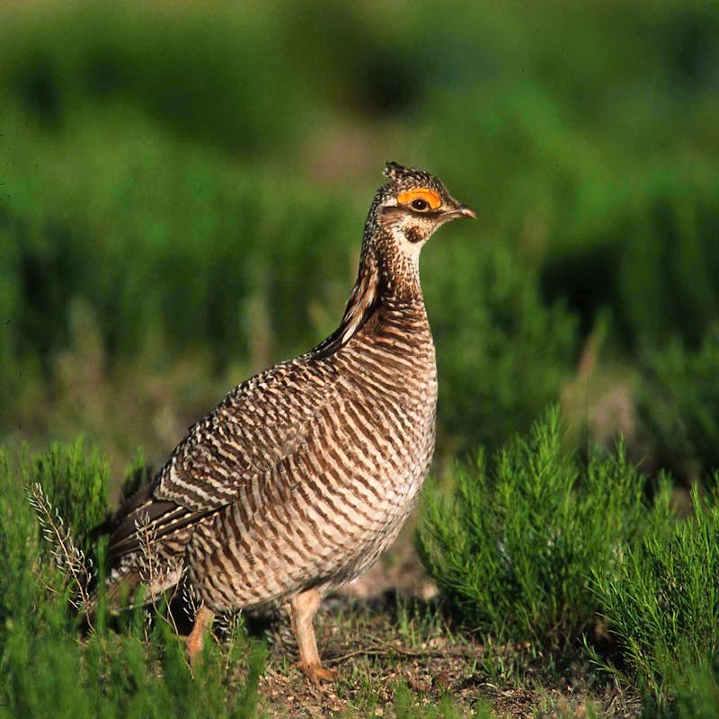Female lesser prairie chicken in field