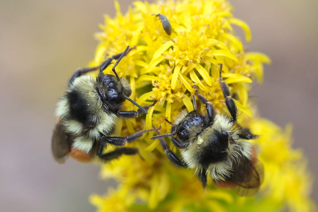 Bumblebees pollinating a wildflower