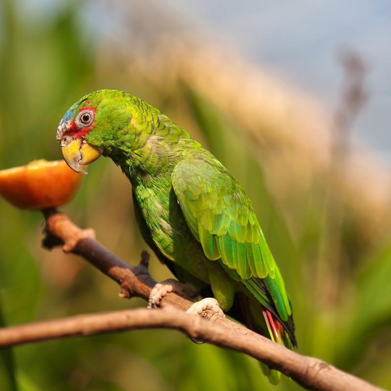 White-Fronted Parrot sitting on branch