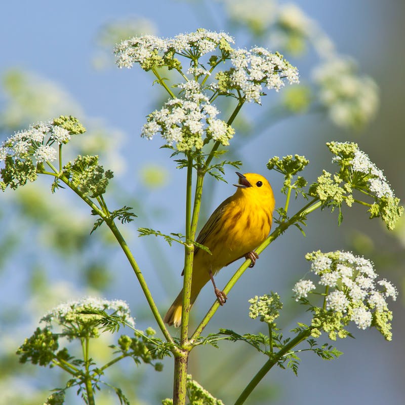 2012.08.29 - Singing Yellow Warbler - Wyoming - Diana LeVasseur