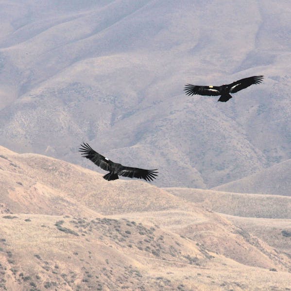 condors