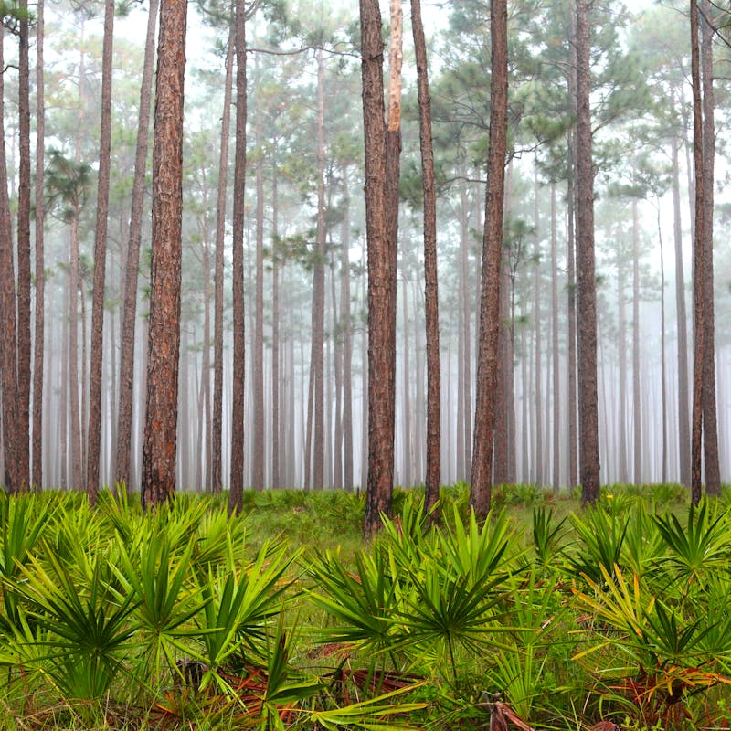 Foggy Morning in the Flatwoods, Apalachicola National Forest 