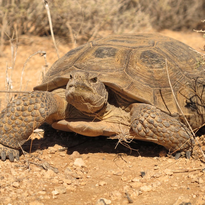 Desert Tortoise