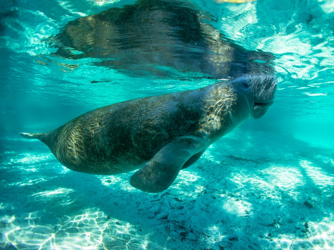 Manatee Coming up for Air - Florida - Crystal River