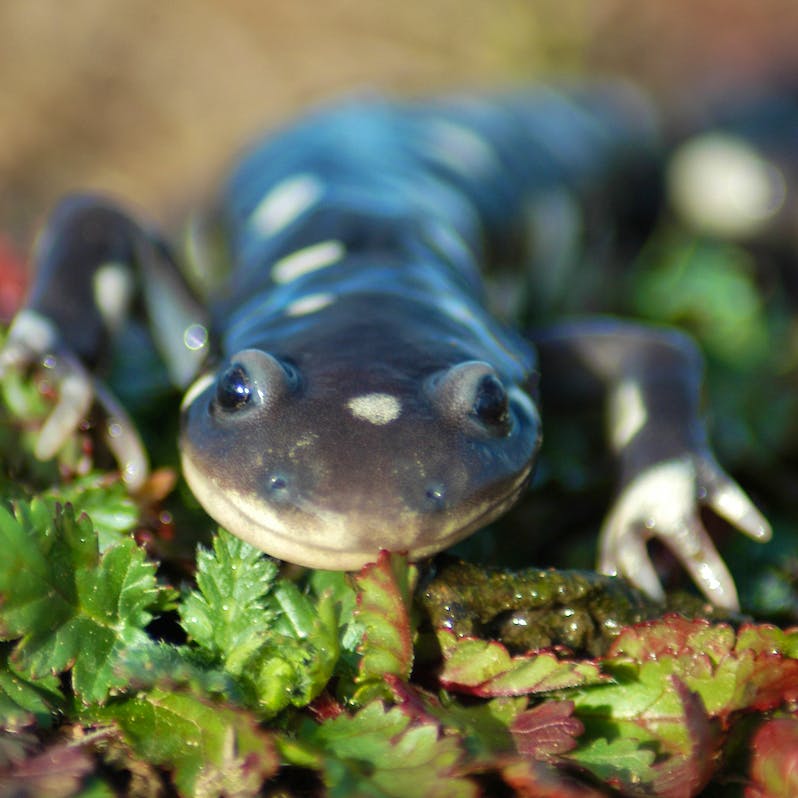 California Tiger Salamander sitting on greenery