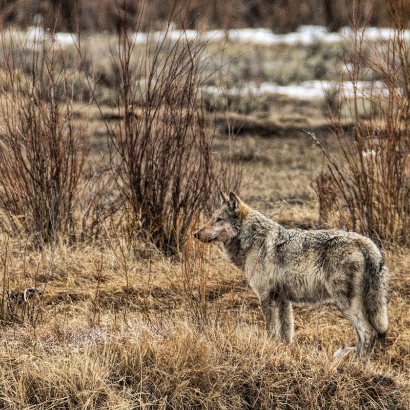 Surveying Gray Wolf