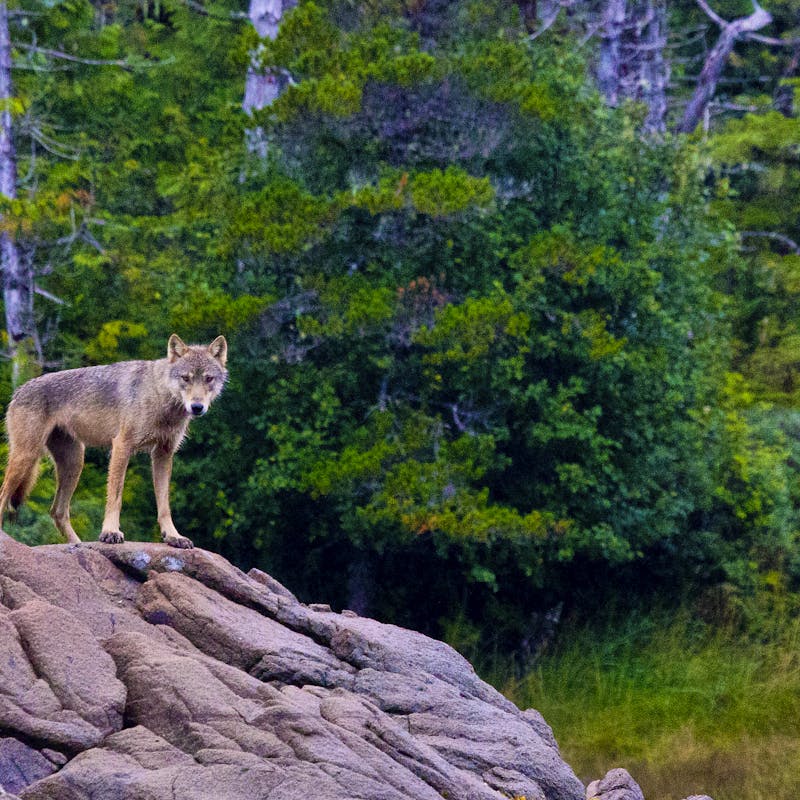 Gray Wolf on a Rock