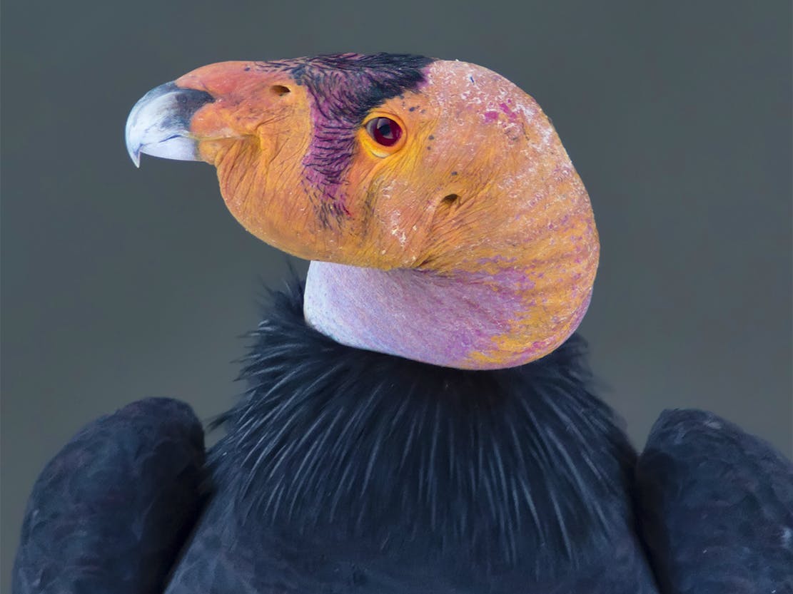 California Condor Headshot