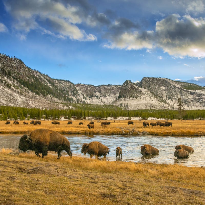 Bison crossing river in Yellowstone