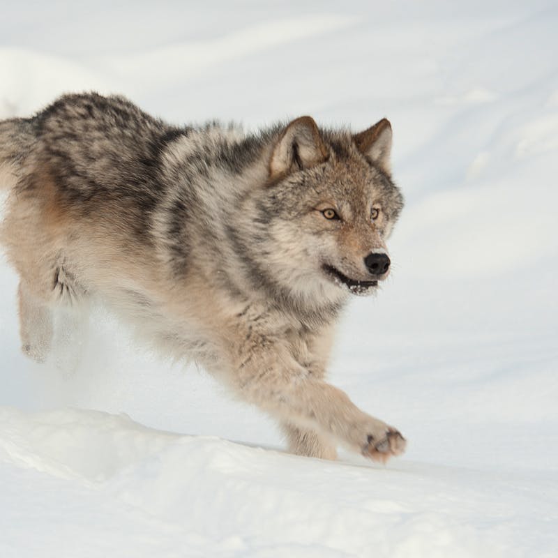 gray wolf