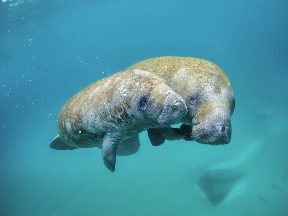 Mother manatee and calf swimming