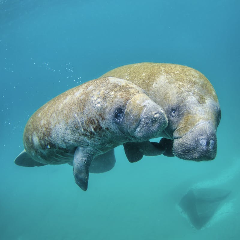 Mother manatee and calf swimming