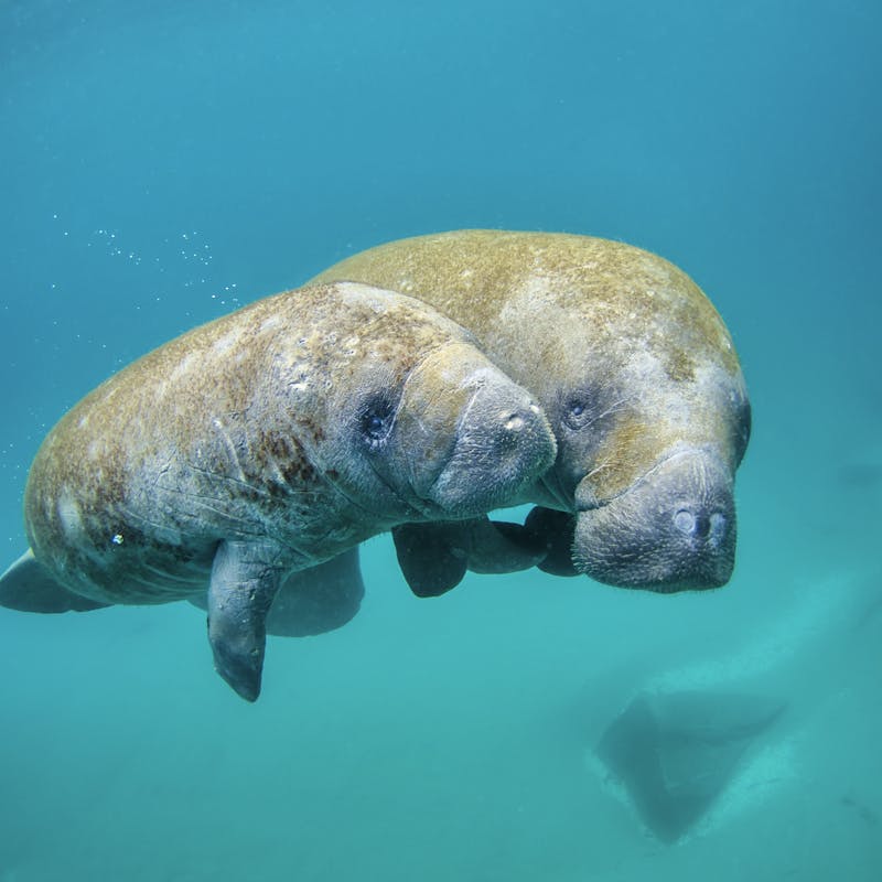 Mother Manatee and Calf Swimming