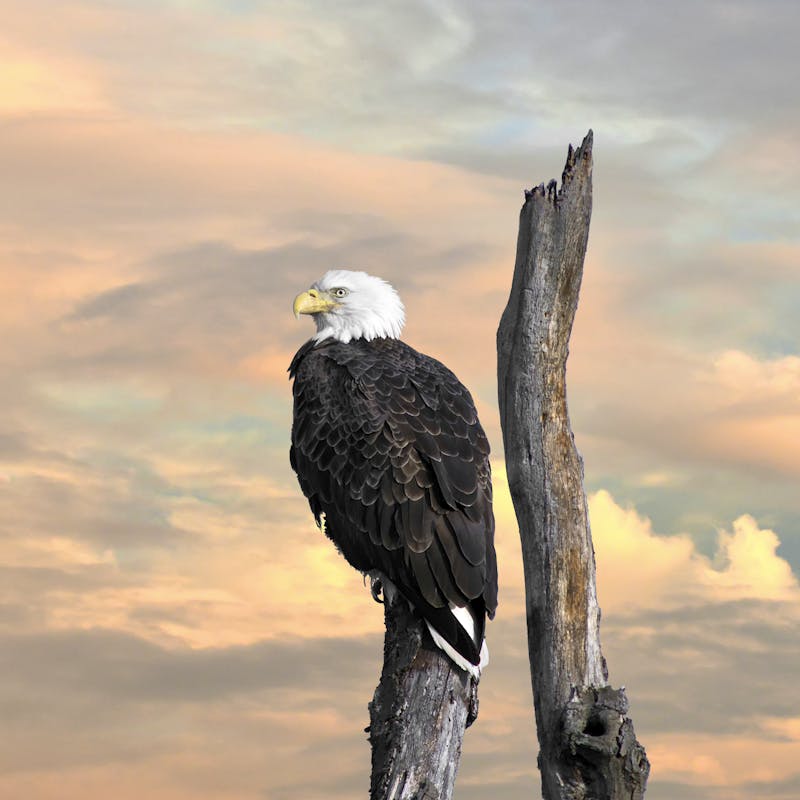 Bald eagle at sunset