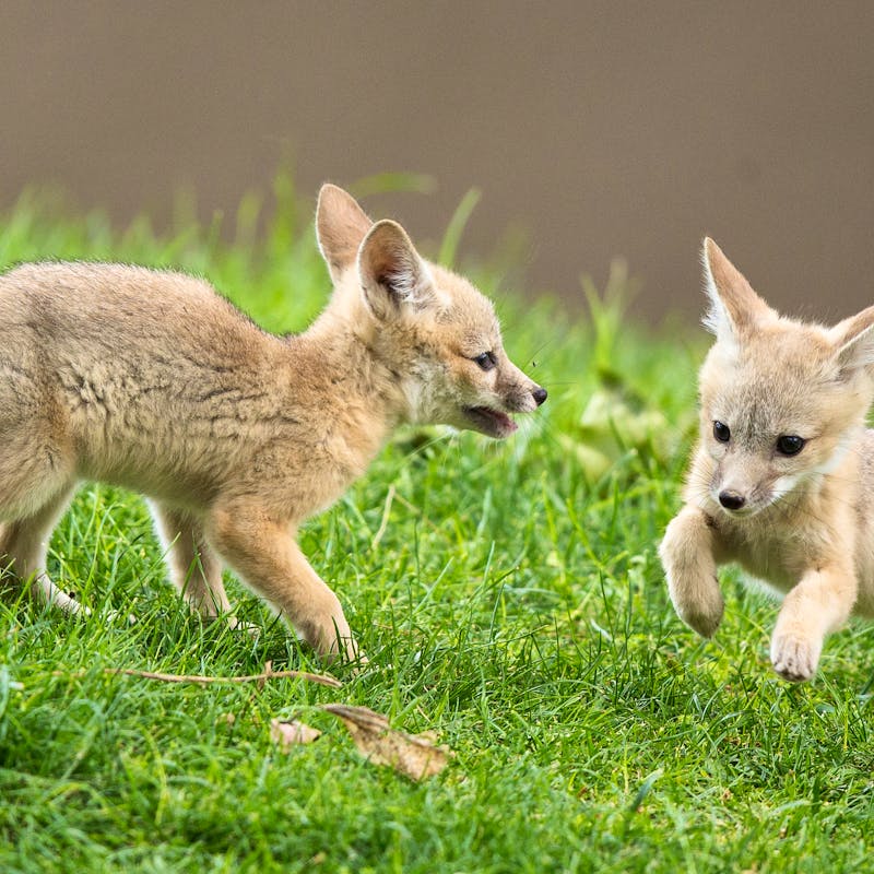 Playing San Joaquin Kit Fox Babies