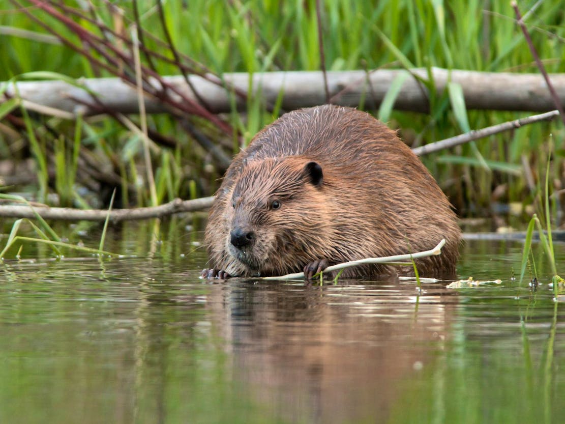 Beaver holding a branch
