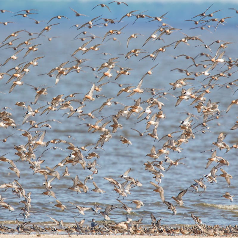 Spring migration of red knots, Delaware Bay