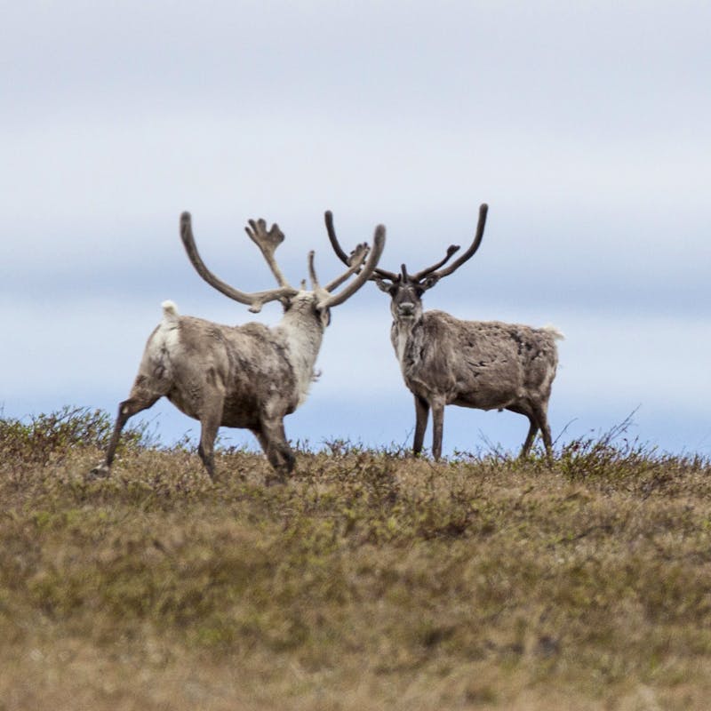 2014.06.27 - Two Caribou - National Petroleum Reserve Alaska - Bob Wick - BLM.jpg