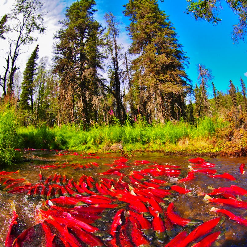 Spawning Sockeye Salmon - Aleknagik - Alaska