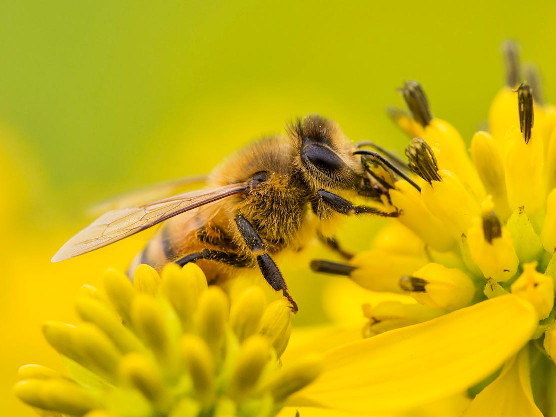 2014.08.19 - Bee - Shenandoah National Park - Virginia - Neal Lewis, NPS