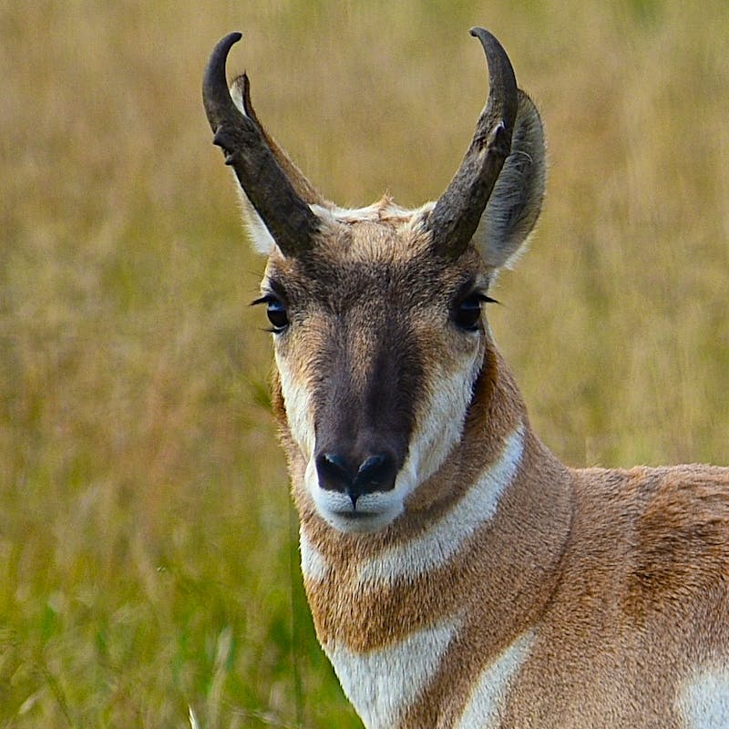 Sonoran Pronghorn Stare