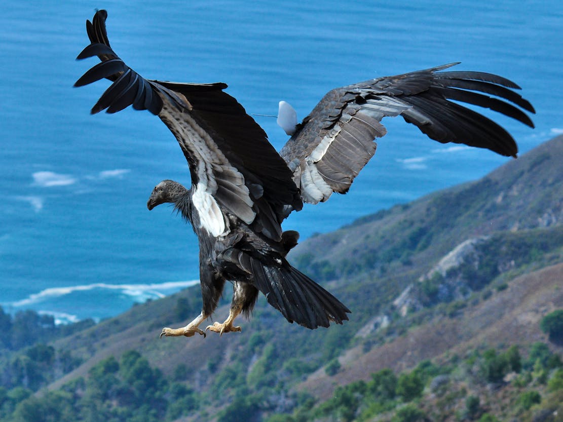 California Condor Flying Feet First, Big Sur, California
