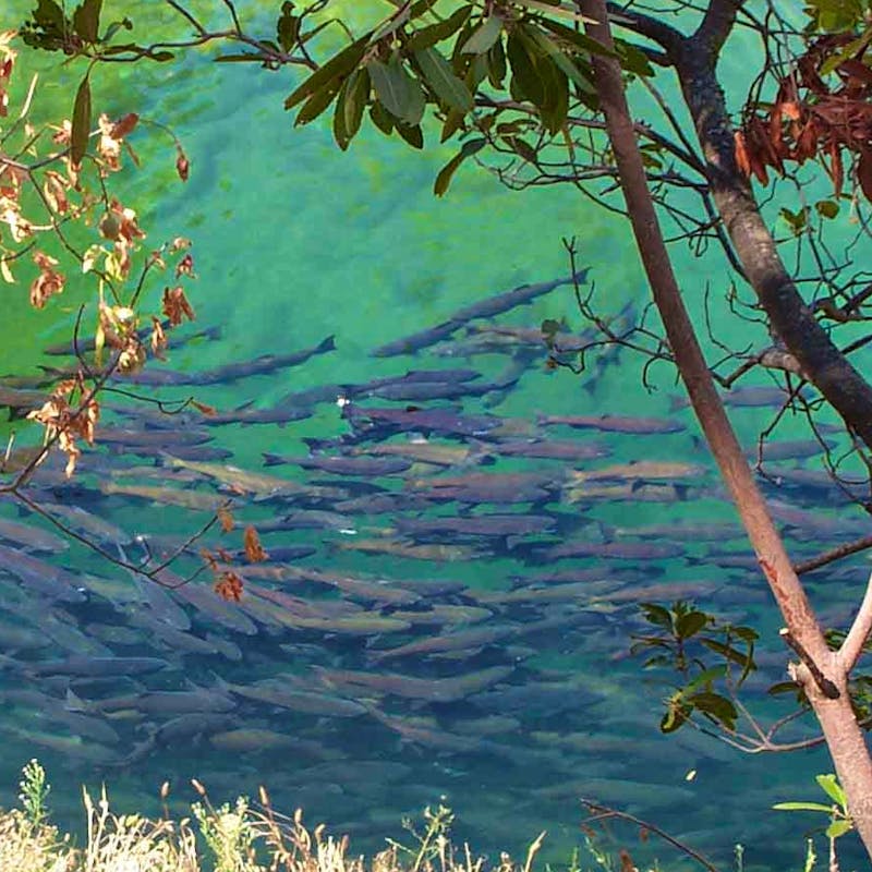 chinook salmon