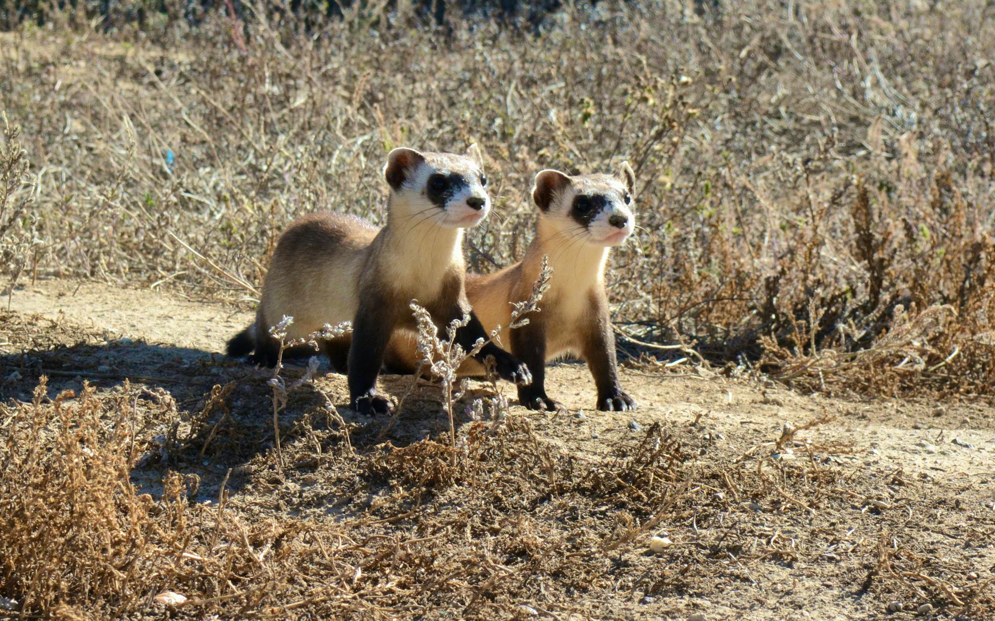 2015.01.16 - Black-Footed Ferret Kits - National Black-Footed Ferret Conservation Center - Colorado - Ryan Moehring - FWS