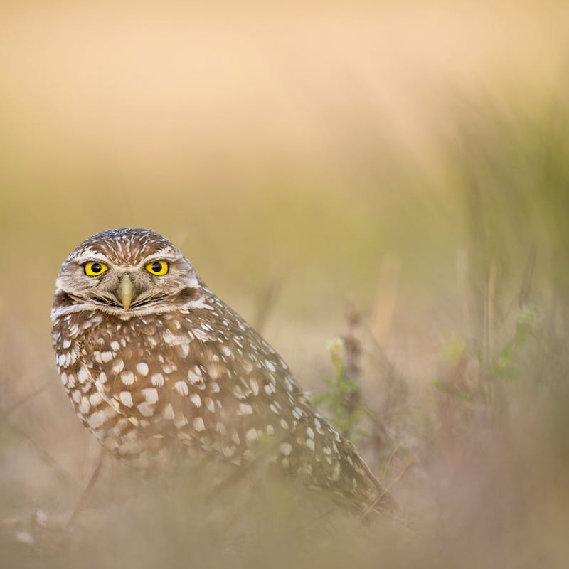 Burrowing Owl Stare