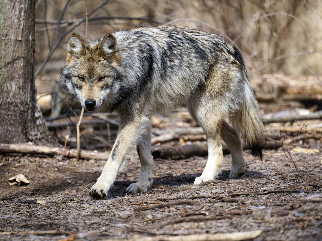 A Mexican gray wolf stalks through a wooded area. The ground is muddy and the trees are brown and bare.