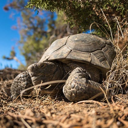 2015.03.30 - Desert Tortoise - Joshua Tree National Park - Kurt Moses, NPS.jpg