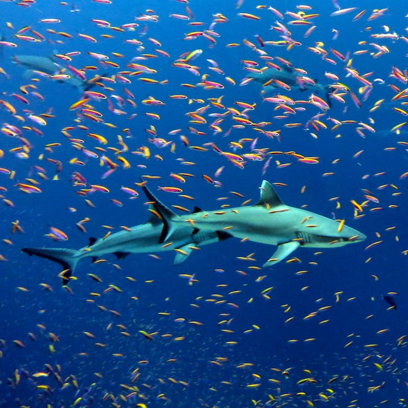 white tip sharks surrounded by fish 