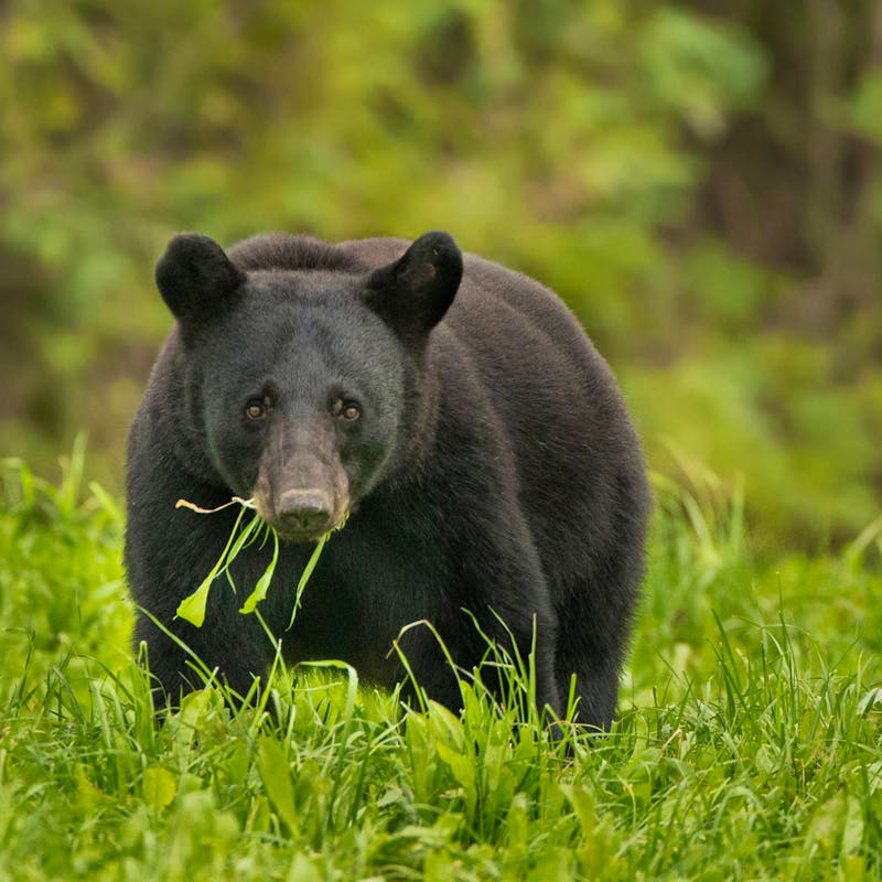 Louisiana Black Bear