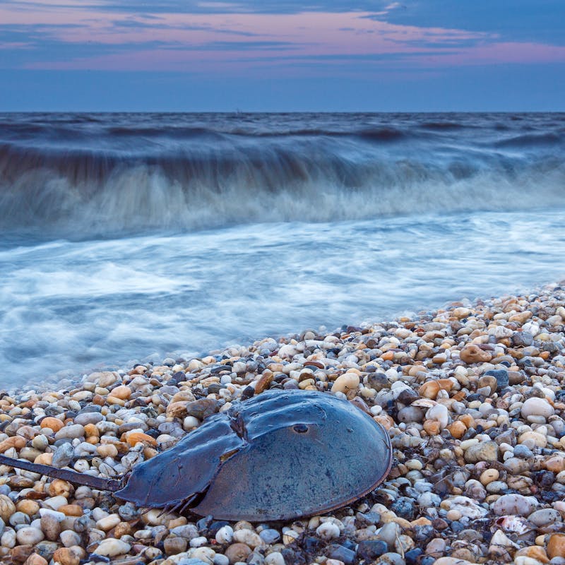 Lone horseshoe crab