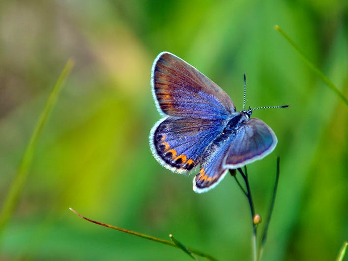 Karner blue butterfly on greenery