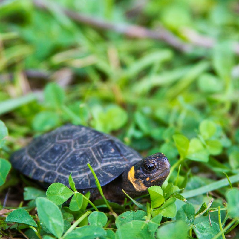 Bog turtle peeking out of grass and clovers
