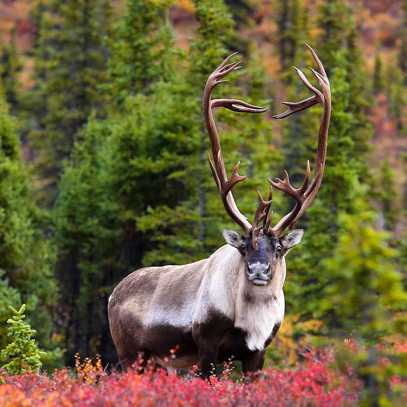 Caribou with Fall Foliage