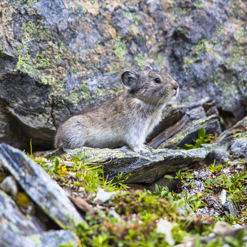 2015.09.17 - Collared Pika in profile - Wrangell-St Elias National Park Alaska - Jacob W. Frank - NPS