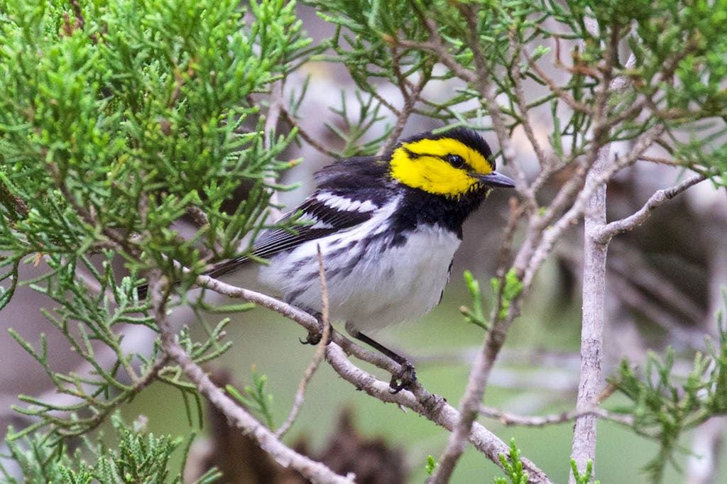 Golden-cheeked warbler (black, white, and yellow bird) perched among the branches in Texas