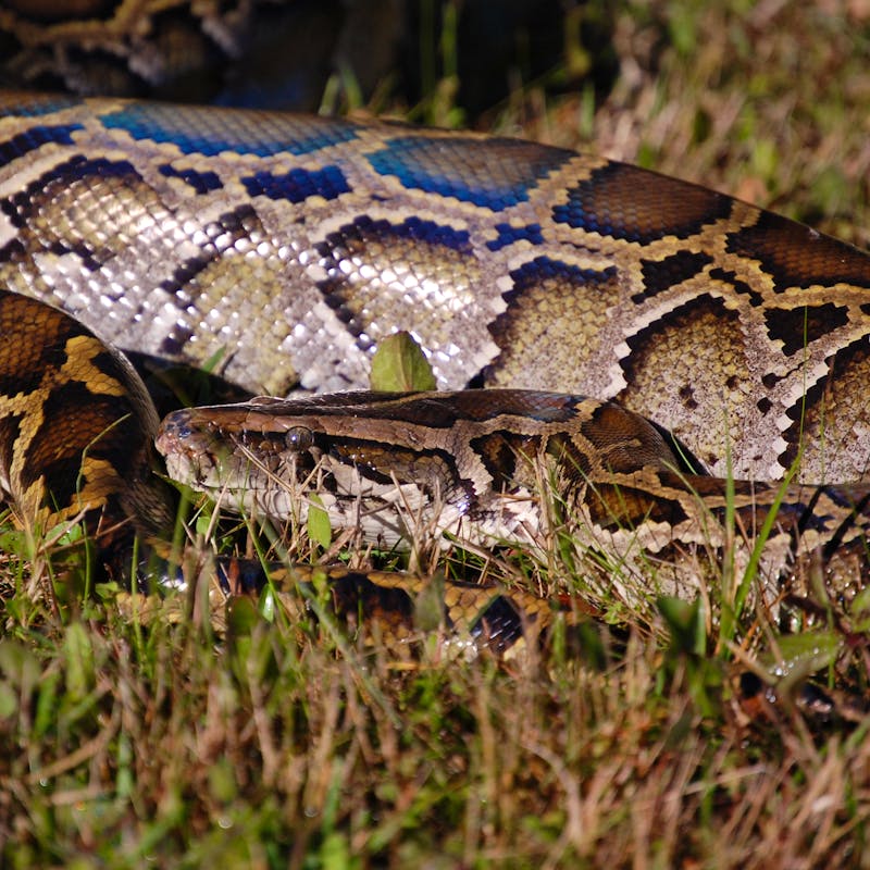 Invasive Burmese Python