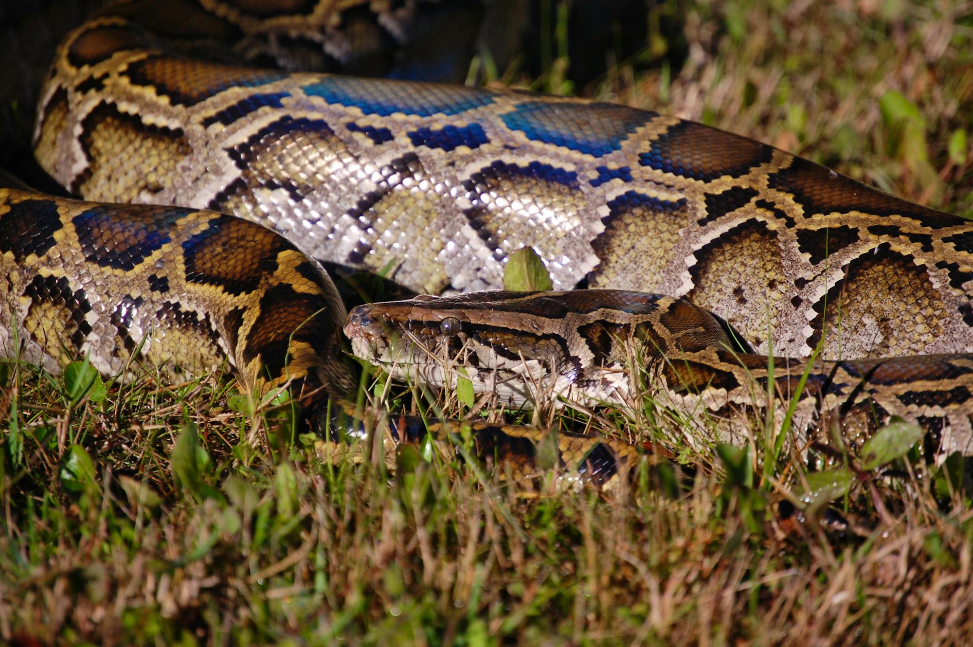 Invasive Burmese Python