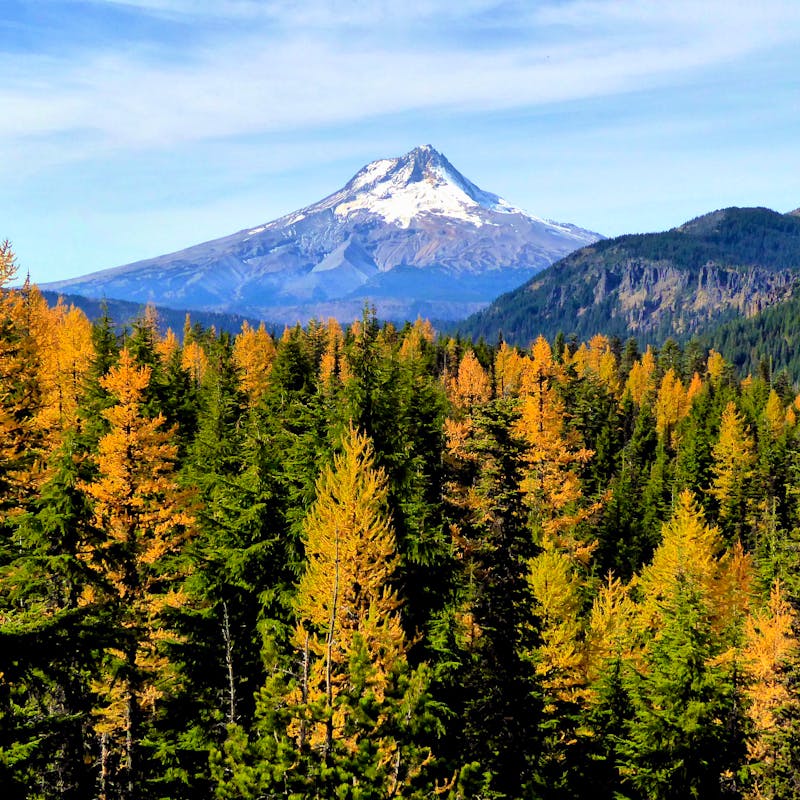 Mount Hood - Badger Creek Wilderness - Oregon