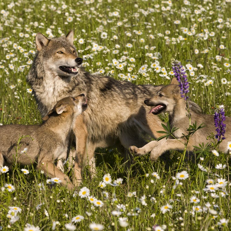 Frolicking wolf pups with Mom