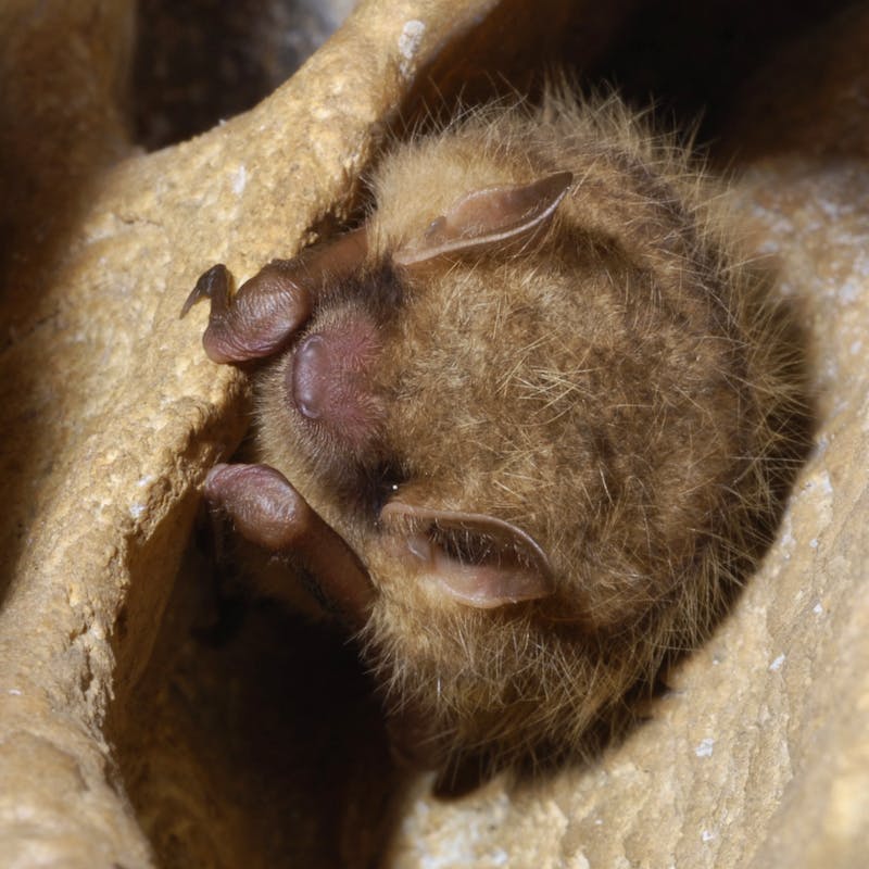 Tricolored bat roosting